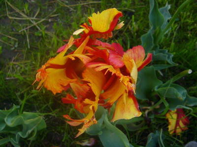 Bild 79 aus  Allgäu Bergferienhof