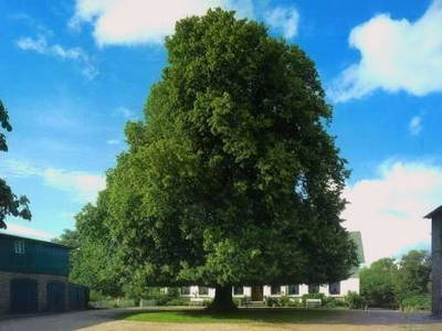 Bild 10 aus  Urlaub bei Familie Schmidt in Wippendorf