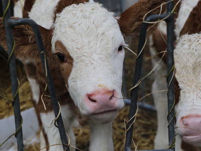 Bild 16 aus  Doasahof