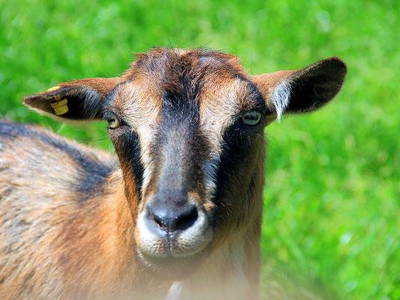 Ziegen auf dem Müllerbauernhof