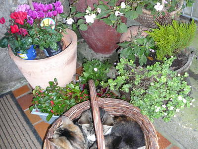 Bild 10 aus  Schneidmühle