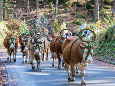 Bild 4 aus  Ferienwohnung Berghammer