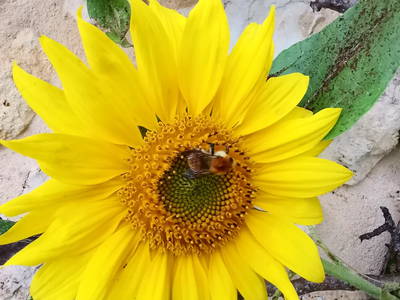Bild 47 aus  Le Colombié - Ferienhäuser an der Dordogne mieten