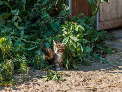 Bild 19 aus  Rügen-Ferienhof