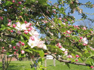 Bild 3 aus  Ferienhof Wibbeling am Hemmelsdorfer See