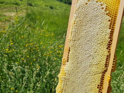 Bild 14 aus  Bergbauernhof Aichele