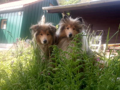 Bild 30 aus  Ferienparadies am Rennweg