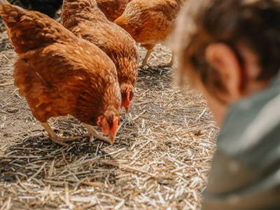 Bild 26 aus  Untersüßgut & Almidylle