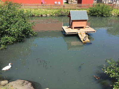 Bild 25 aus  Bauernhof Claussen Fehmarn