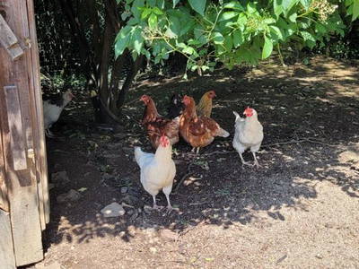 Bild 26 aus  Burgstallhof