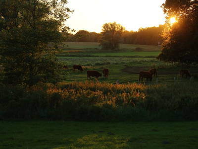 Bild 20 aus  FerienGut Dalwitz     www.feriengutdalwitz.de