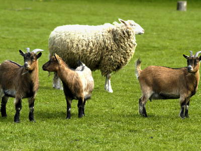 Ziege Hermine und die Ziegern