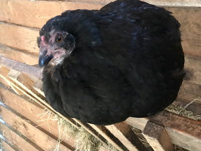 Bild 17 aus  Görgenhof - Gnadenhof für Bauernhoftiere