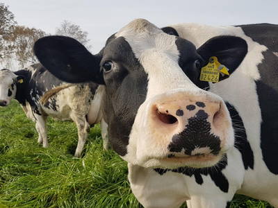 Bild 9 aus  Ferienbauernhof