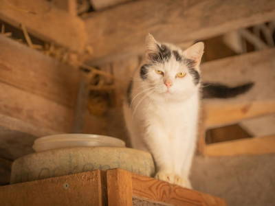 Bild 51 aus  LINDENHOF- BAUERNHOFURLAUB / OSTSEENÄHE