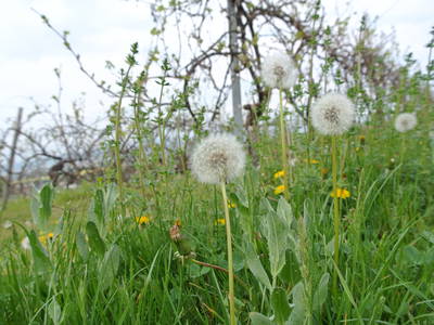 Bild 40 aus  FamilienWeinGut Feser mit Ferienwohnungen, Vinothek und Erlebnis am Jakobsweg-Rheinhessen