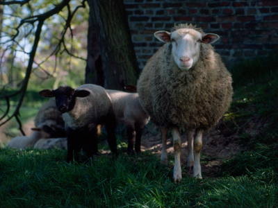 Bild 4 aus  Mühlenhof