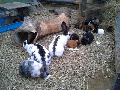 Bild 14 aus  Ferienhof Schmiddes