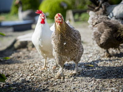 Bild 7 aus  Ferienhof Rudolf Becker Haus Liebevoll