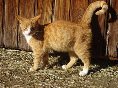 Bild 16 aus  Ferienhof Neher