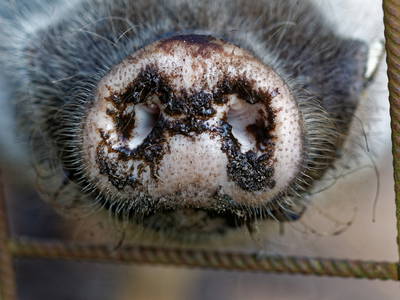 Bild 20 aus  Ferienhof Störwiese