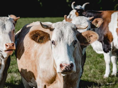 Bild 13 aus  Kimpelehof