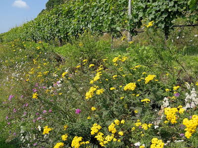 Sommerblüten im Weinberg