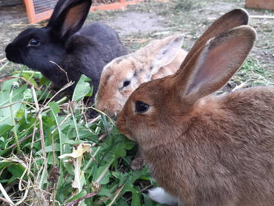 Bild 29 aus  LandSelection Ferienhof Radlandsichten