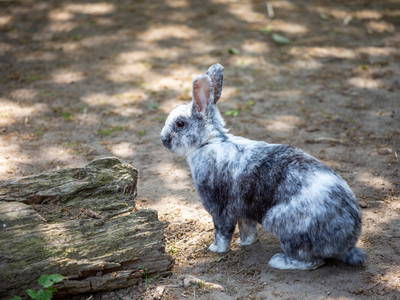 Bild 15 aus  Ferienhof Schmeling