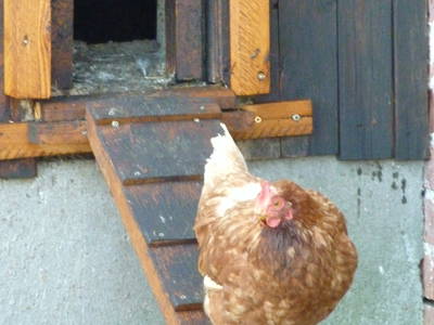 Bild 60 aus  Ostsee Ferienhof Kluvetasch