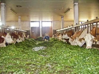 Bild 11 aus  Fröschlhof