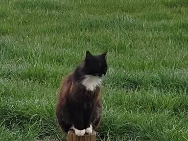 Bild 24 aus  Burgstallhof