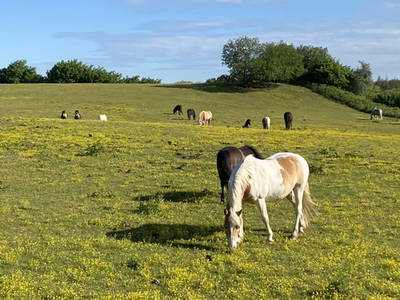 Bild 15 aus  Ferienhof Messer  Bauernhofurlaub  Ostseenähe  Ponys