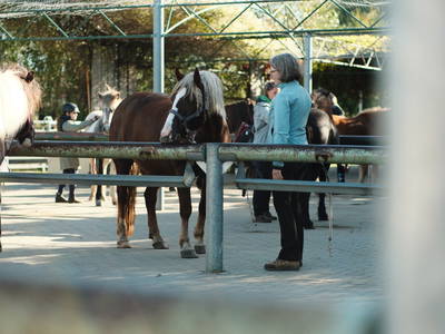 Bild 7 aus  Reiter- und Erlebnisbauernhof Groß Briesen