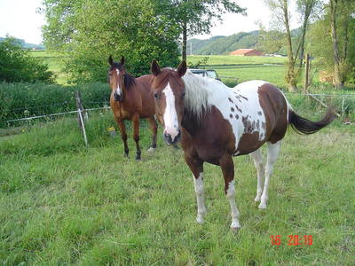 Bild 12 aus  Ferienhof Schmiddes