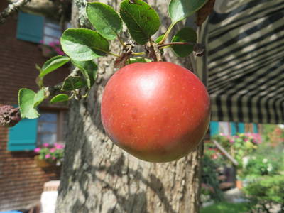 Bild 19 aus  Landhaus Alt mit  Bauernhof* Gesundes Wohnen In Freier Natur* Tolle-Angebote *Bergbahn Unlimited*