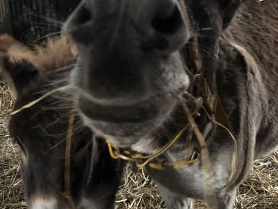 Bild 99 aus  Ostsee Ferienhof Kluvetasch