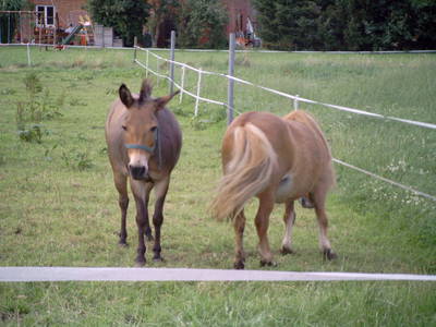 Bild 25 aus  Ferienhof Meyer