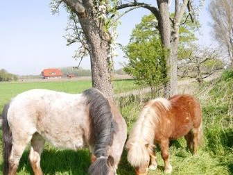 Bild 9 aus  Hof Temmelmann