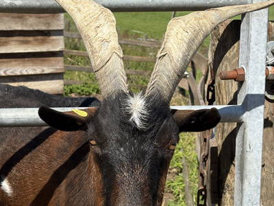 Bild 23 aus  Görgenhof - Gnadenhof für Bauernhoftiere