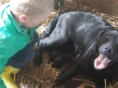 Bild 18 aus  Fredensminde Ferie