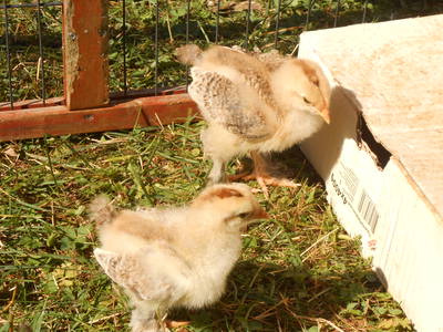 Bild 10 aus  Kaiserhof am See