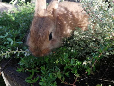 Bild 18 aus  Ansitz Grustdorf