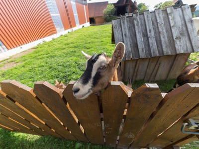 Bild 10 aus  Allgäu Bergferienhof