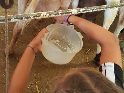 Nur ein paar Kilometer entfernt, können Sie bei dem Bauernhof  Frischen Cabécou (Ziegenkäse) zu besorgen. Alle Kinder sind hier herzlich Willkommen selbst einmal eine Ziege zu melken!