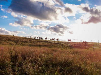 Bild 7 aus  Pferdehof Ruhnau FN