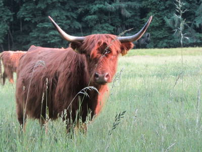 Unsere Schottischen Hochlandrinder
