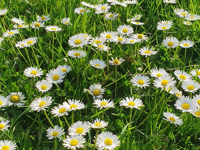 Bild 34 aus  Urlaub unterm Reet