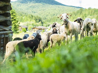 Bild 6 aus  Beim Melchern