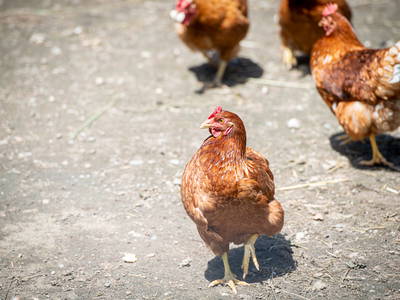 Bild 10 aus  Kreuzplon